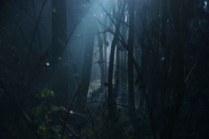 backlit dark dawn environment